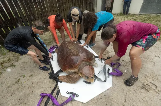 Read more about the article Brave Mother Turtle Defies the Odds: A Triumph of Animals and Survival